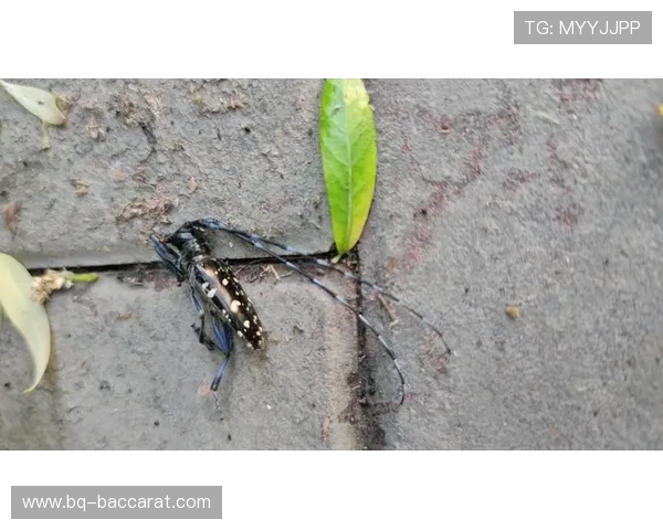 低血糖发作引发争执男朋友打游戏不理我心情崩溃怎么办