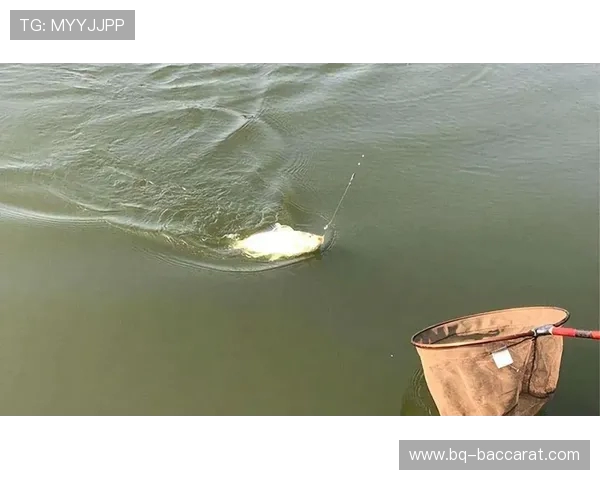 如何在游戏中钓鱼才能钓到极品鱼技巧与心得分享